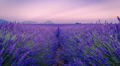 Beauty: playing the (lavender) field – Lucire Rouge